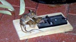 Necromouse