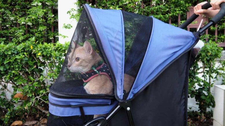 Cat-Strollers