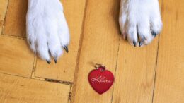 Ensuring Pet Identification and Safety: The Key to Peace of Mind.